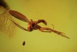 Detailed Fossil Flies, Ant & Spider In Baltic Amber #87248-4